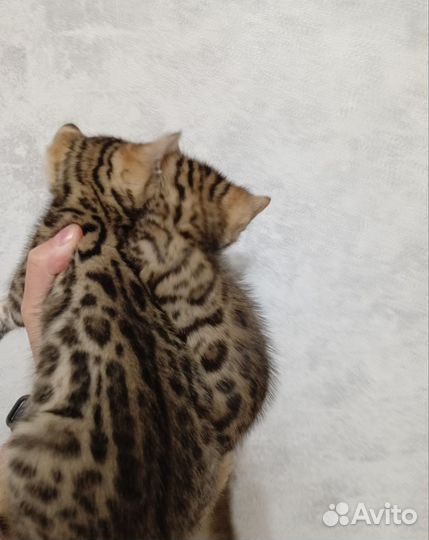 Бенгальские котята