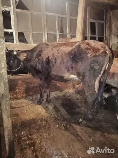 Карова с теленком