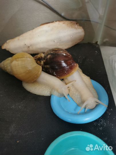 Улитки с террариумом