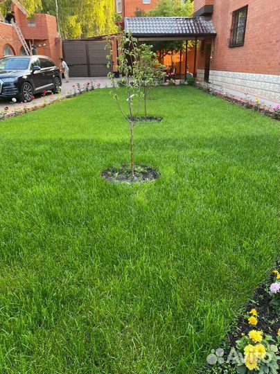 Продажа рулонного газона