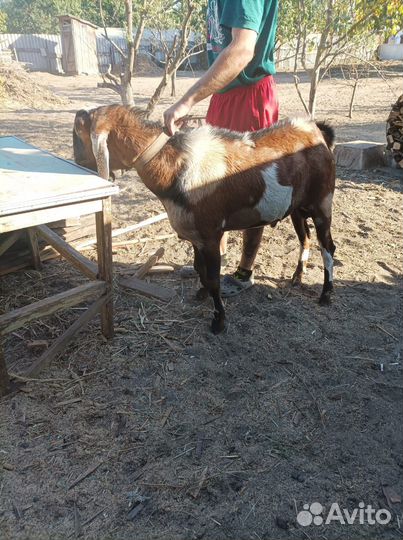 Козёл англонубийский 100%