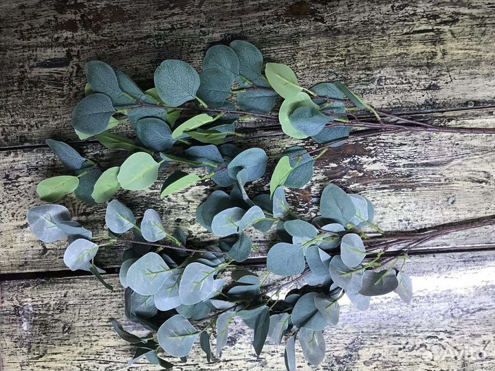 Эвкалипт искусственный