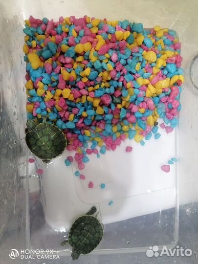 Две черепашки с домиком