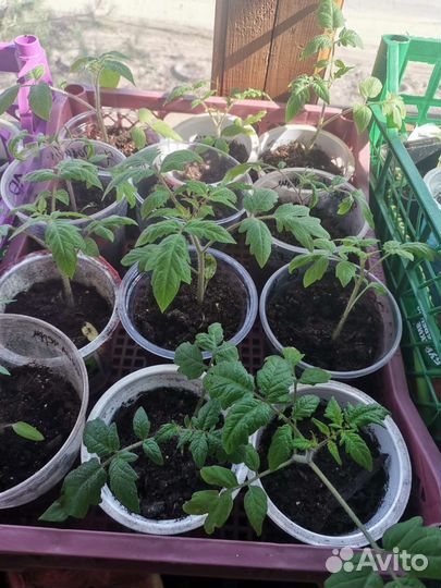 Рассада помидор