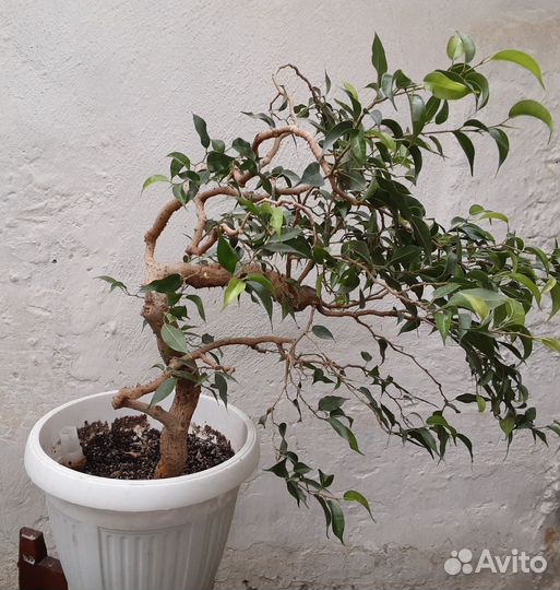 Фикус Бенджамина бонсай