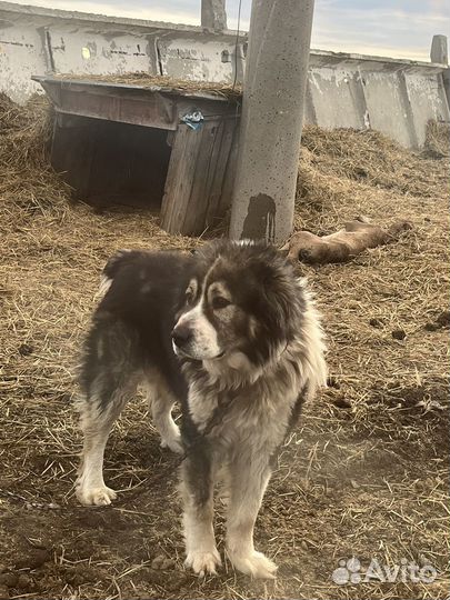 Московская сторожевая