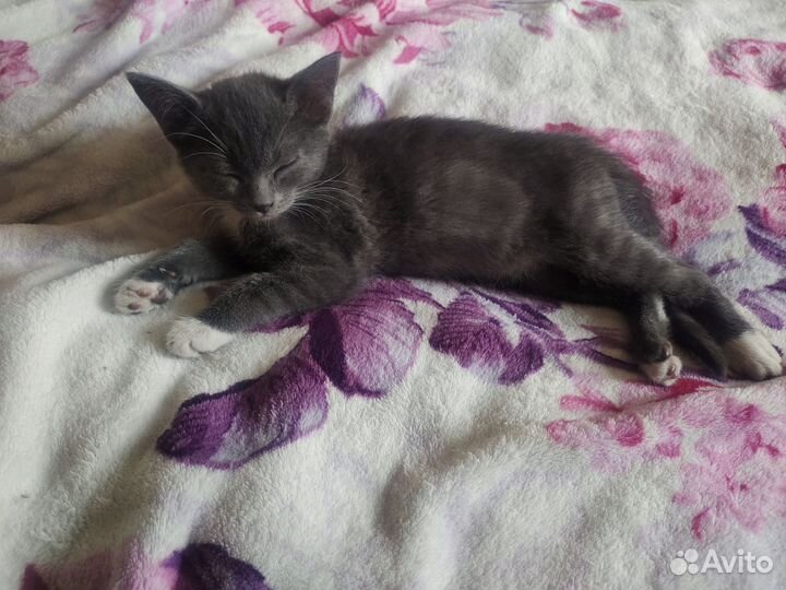 Кошки бесплатно