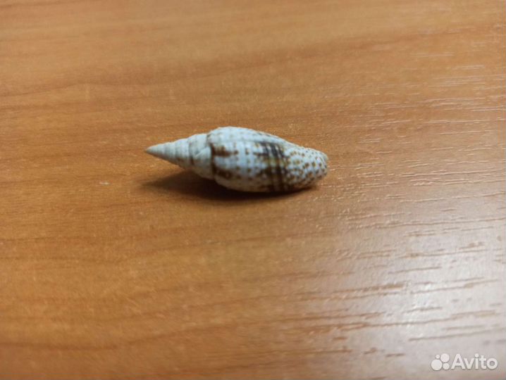 Морская раковина