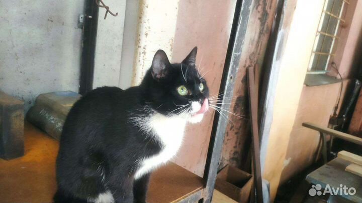 Котенок в добрые руки