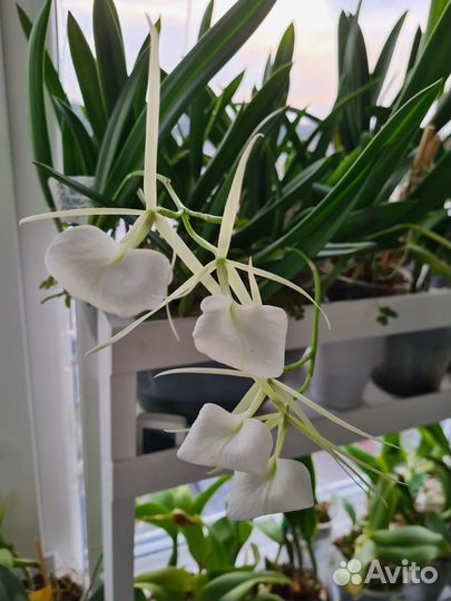 Орхидея брассавола нодоса