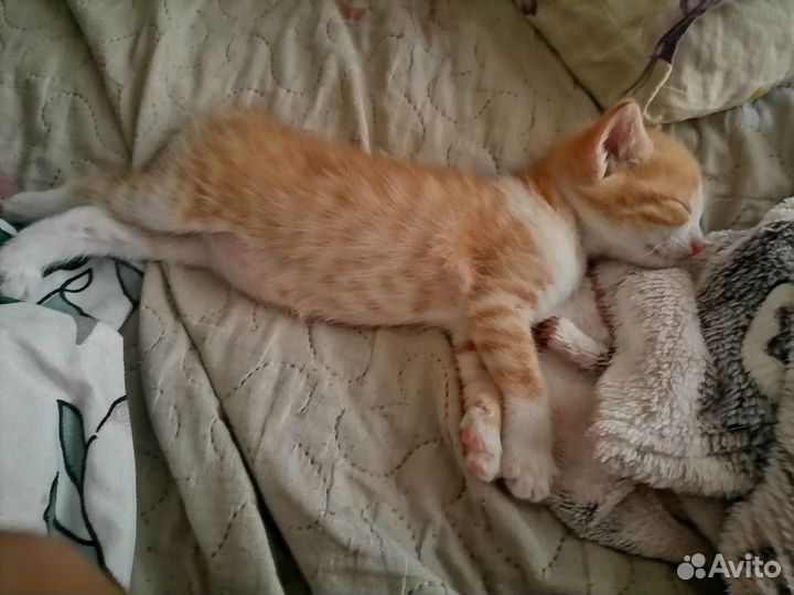 Котик в добрые руки