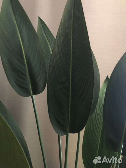 Искусственная пальма, стрелиция