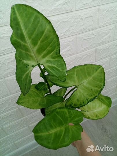 Сингониумы сортовые