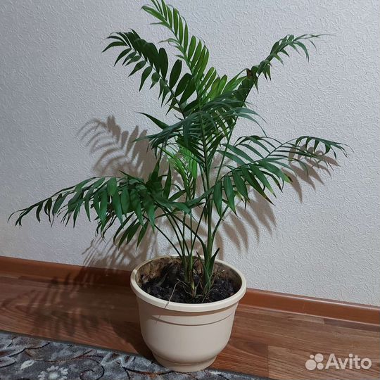 Замиокулькас