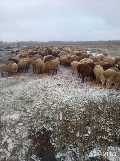 Продаем Овец Овцематок и Ярок 1000+ голов