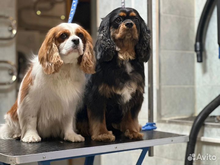 Груминг собак и кошек в зоосалоне Чара. Зоосалон