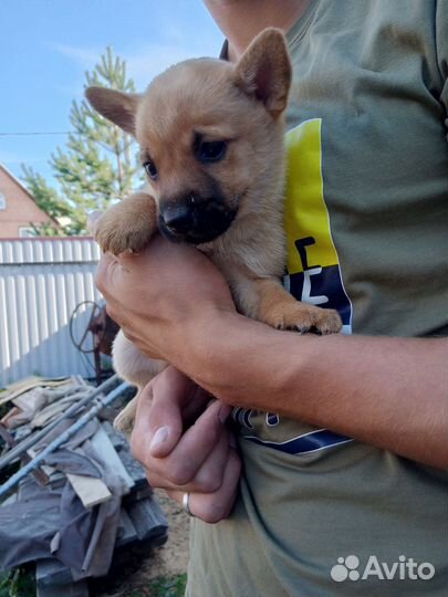 Отдам в добрые руки