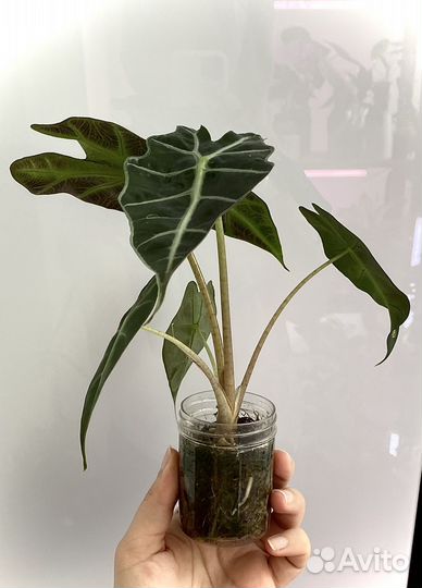 Алоказия Полли