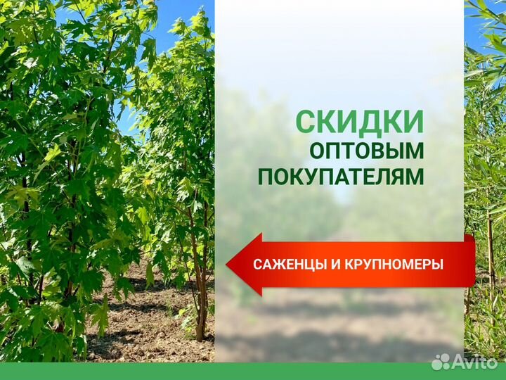 Саженцы хвойных, лиственных, плодовых деревьев