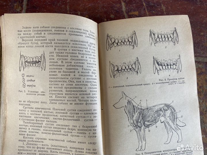 Пособие по собаководству 1973 год