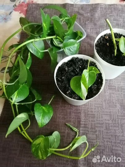 Эпипремнум