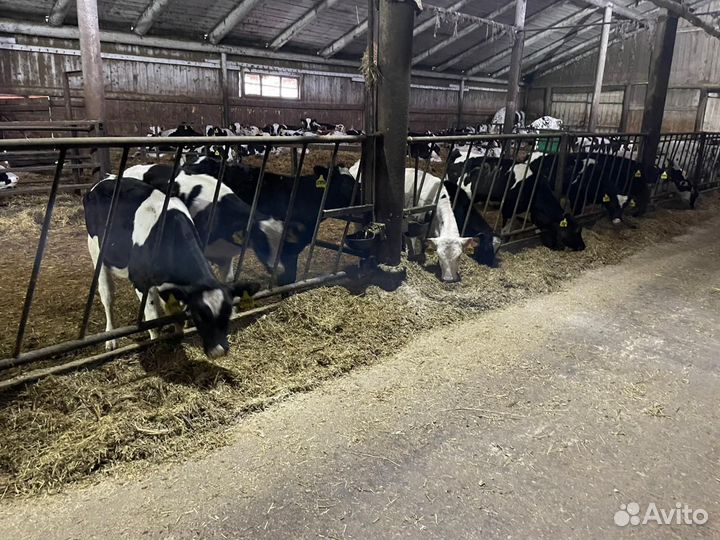 Племенные бычки и тёлки