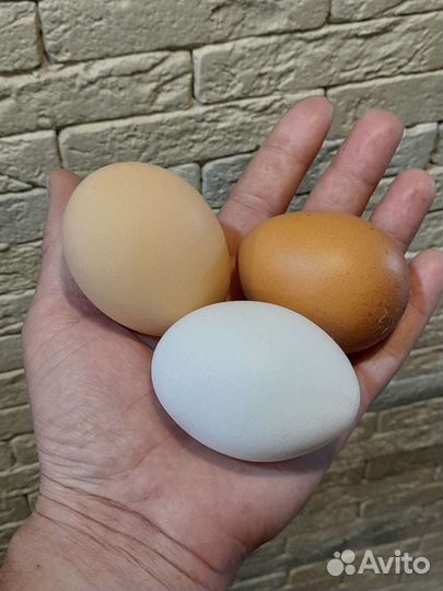 Яйцо домашнее с доставкой по району