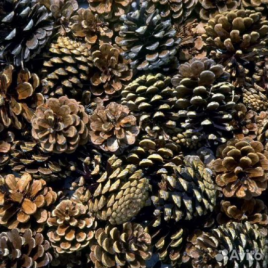 Шишки сосновые