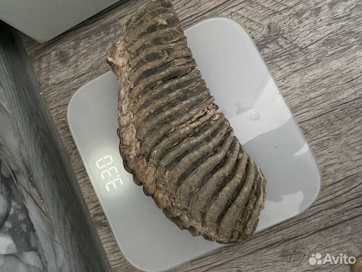 Зуб мамонта