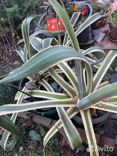 Агава американская