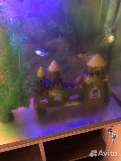 Аквариум с тумбой 250 литров