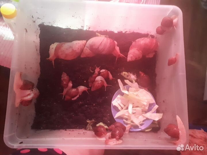 Улитки Ахатины