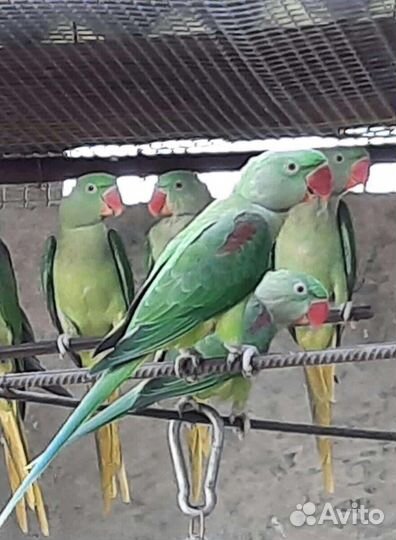 Александрийский попугай птенцы