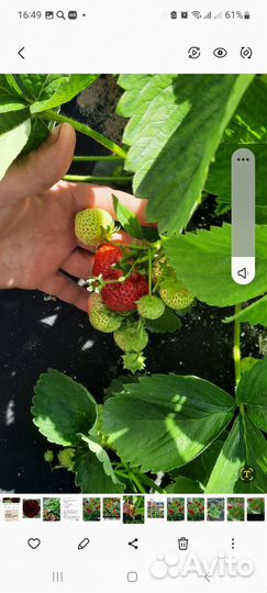 Рассада клубники