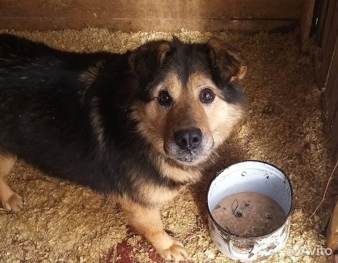 Пёс танкист