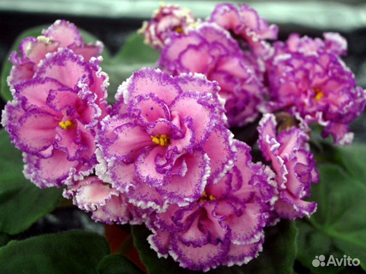 Сортовые фиалки