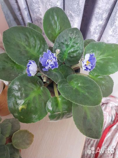 Фиалки цветущие в горшке
