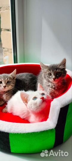 Котята
