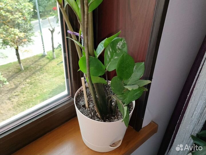 Долларовое дерево