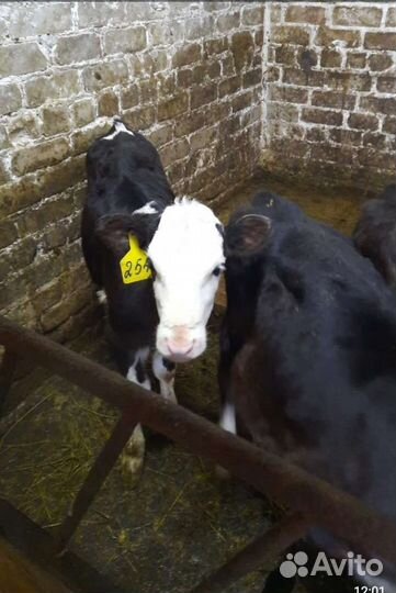 Телята бычки