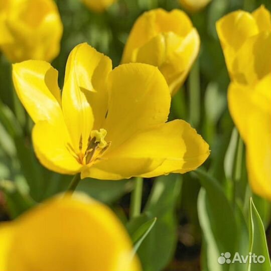 Тюльпан Еллоу Пуриссима (5 луковиц) Holland Bulbs