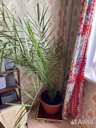 Большие цветы домой или в офис