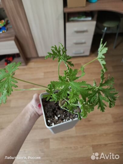 Пеларгония душистая