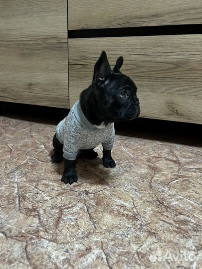 Кофта для собак