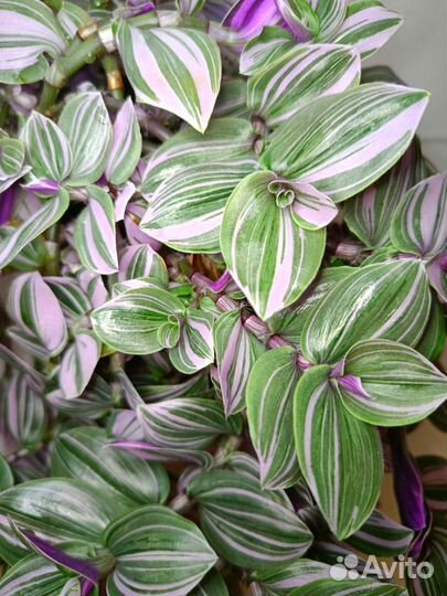 Традесканция albiflora Lilac