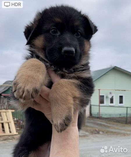 Щенки немецкой овчарки. С родословной РКФ