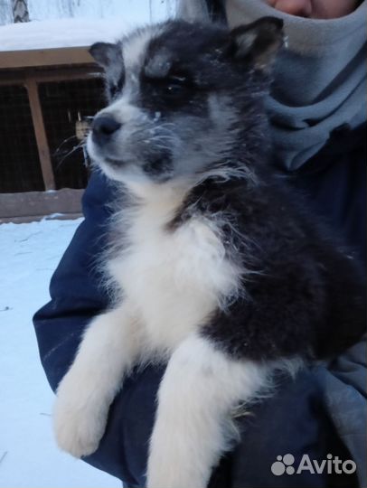 Щенок хаски