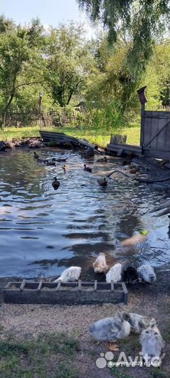 Утка кряковуха