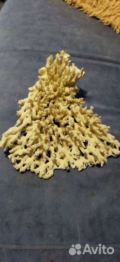 Коралл большой