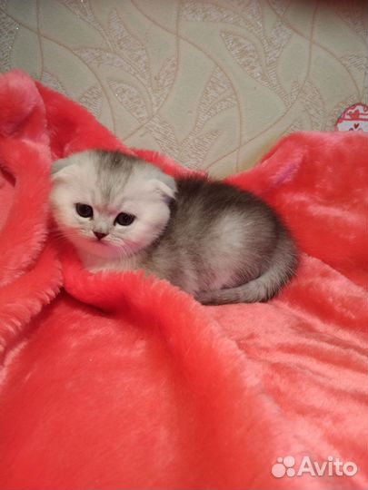 Шотландские котята серебро,белые,золотые